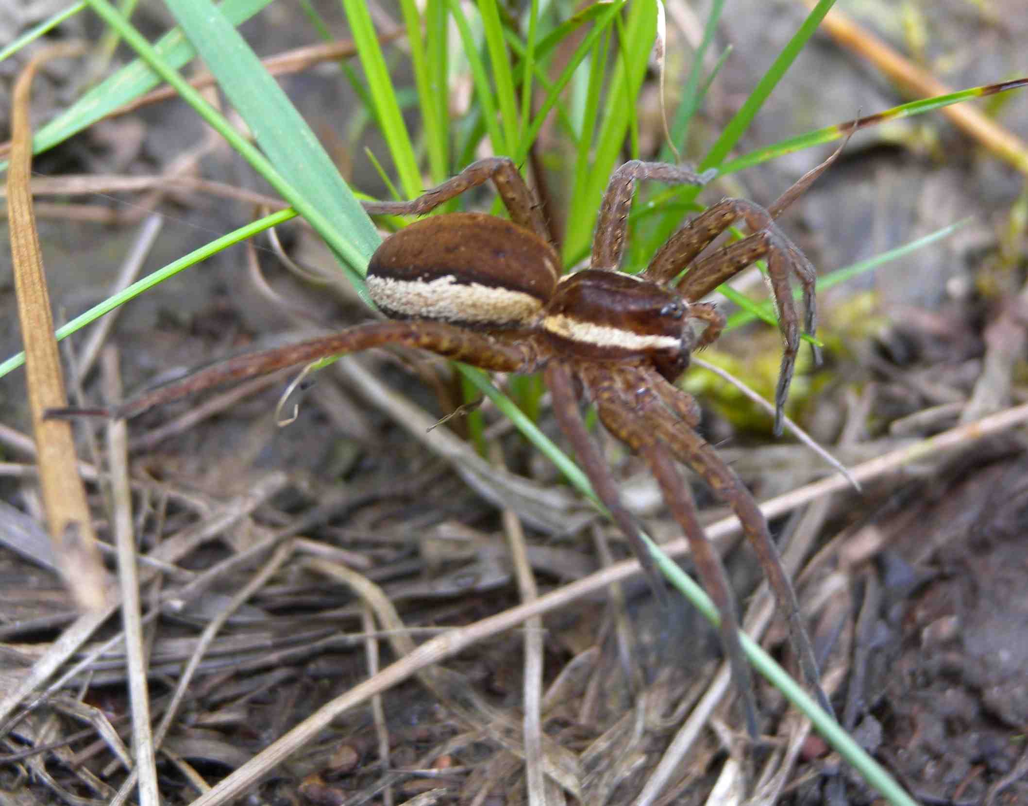 Ragno di torbiera: Dolomedes fimbriatus - Val Ganna (VA)